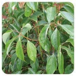 Huile essentielle "Cannelier de Chine" - 10 ml